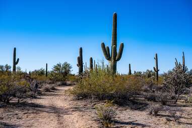 cacti at saguaro national park, arizona