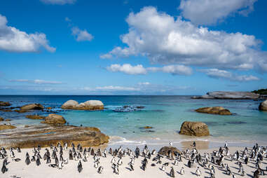 group of african penguins on the shore of boulders beach
