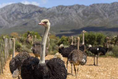 ostriches on a farm on route 62, oudtshoorn