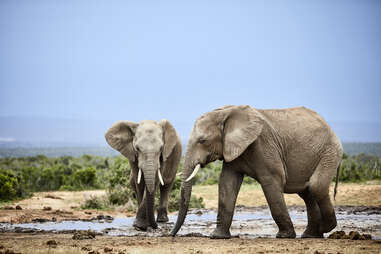 elephants at addo elephant national park 