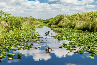 bird flying over the swamp in everglades national park