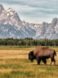 A solitary wild bison walks in front of the Teton mountain range